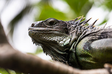 iguana sitting on a branch, reptile, exotic animals, tropical reptiles	
