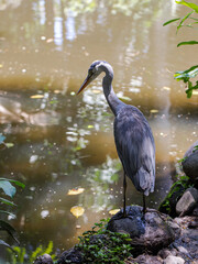 Gray Heron in the wild	