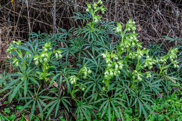 Helleborus foetidus. Green plants in winter of bear's foot or stinking hellebore.
