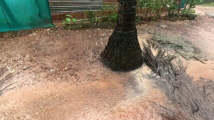 Heavy rain. Cyclone at the foot of a palm tree