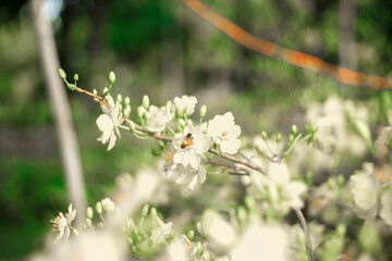 Traditional culture on Tet Holiday in Vietnam. Tet in photo mean Happy New Year and Peace. Selective focus.Ochna integerrima or ochna integerrima get bloom in the morning