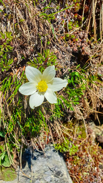 Pulsatilla alpina flower blooming on picturesque alpine meadow during vibrant spring season in their natural habitat. Tranquil atmosphere on mountain peak Boese Nase, Ankogel Group, Carinthia, Austria