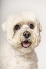 Bichó maltes perro blanco sobre fondo de estudio