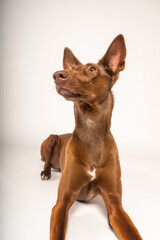 Perro marrón sobre fondo blanco de estudio