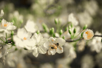 Traditional culture on Tet Holiday in Vietnam. Tet in photo mean Happy New Year and Peace. Selective focus.Ochna integerrima or ochna integerrima get bloom in the morning