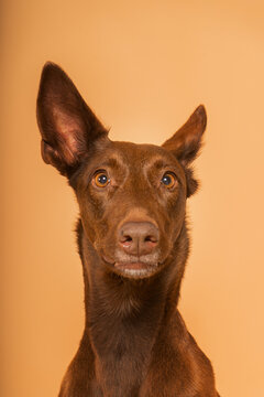 Perro marr&oacute;n oreja levantada