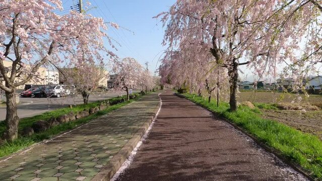 Walking route weeping cherry blossom trees in Kitakata, Fukushima of Japan.