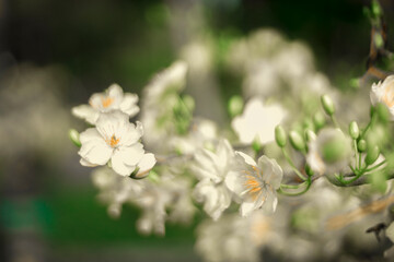 Traditional culture on Tet Holiday in Vietnam. Tet in photo mean Happy New Year and Peace. Selective focus.Ochna integerrima or ochna integerrima get bloom in the morning