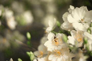 Traditional culture on Tet Holiday in Vietnam. Tet in photo mean Happy New Year and Peace. Selective focus.Ochna integerrima or ochna integerrima get bloom in the morning