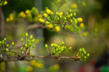 Tet in photo mean Happy New Year and Peace. Selective focus.Ochna integerrima or ochna integerrima get bloom in the morning,Single Ochna integerrima blossom,Close-up of Ochna integerrima flowering pla