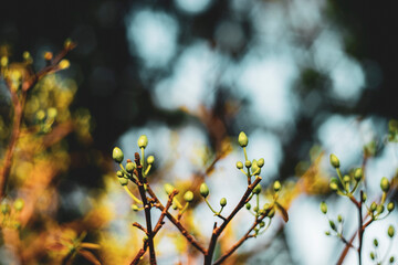 Ochna integerrima (Hoa Mai) tree with lucky money.bright yellow ochna integerrima flower,yellow hoa mai or ochna integerrima get bloom in the morning