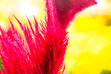 Close-up of celosia flower in bouquet,High angle view of woman walking in flowering field,
Beautiful girl in white dress travel at Celosia flowers fields, Chiang Mai