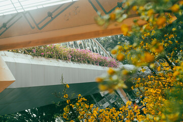 Ochna integerrima in the grounds of Ba Chua Xu Temple in Sam Mountain.
Ochna integerrima growing...