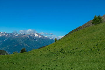 Blooming alpine meadow with panoramic view of majestic mountain peaks of Carnic andd Julian Alps....