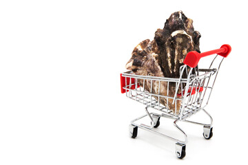 Fresh oysters in supermarket shopping cart with red handle isolated on a white background....