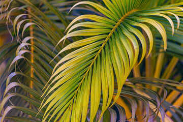 plant background green palm leaf