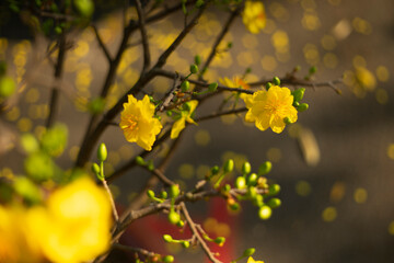 Ochna integerrima, popularly called yellow mai flower. In Cambodia. bright yellow ochna integerrima flower,yellow hoa mai or ochna integerrima get bloom in the morning,Single Ochna integerrima blossom