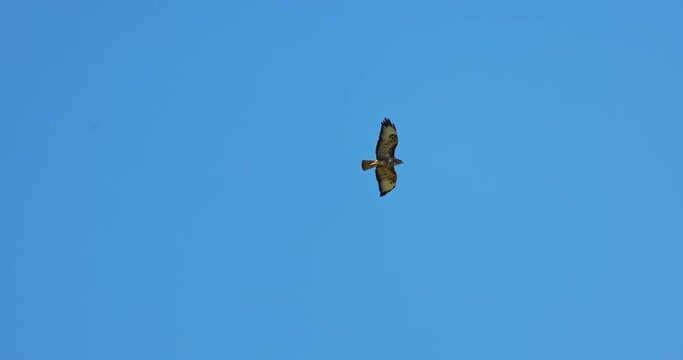 Common Buzzard (Buteo buteo) bird of prey flying against a clear blue sky