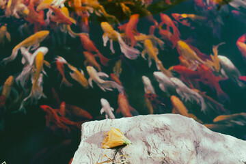 :Small fish in the lake come in a variety of colors,High angle view of fish swimming in lake,Full frame shot of koi carps swimming in pond - Powered by Adobe