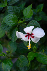 These flowers never fully open; hence the name Sleeping Hibiscus,close-up of a red flower of...