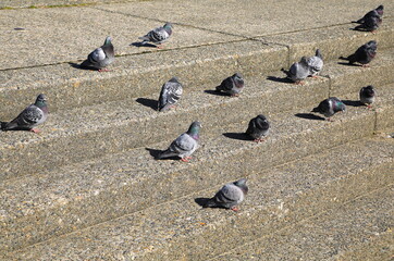 階段に佇む鳩