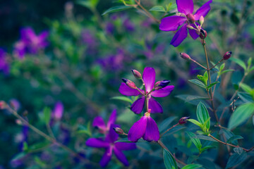 Melastomataceae are herbaceous plants, shrubs or small Melastomataceae that are annual or perennial.
 leaves of Melastomataceae are relatively distinctive, growing opposite, diagonally