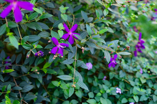 Melastomataceae are herbaceous plants, shrubs or small Melastomataceae that are annual or perennial.
 leaves of Melastomataceae are relatively distinctive, growing opposite, diagonally