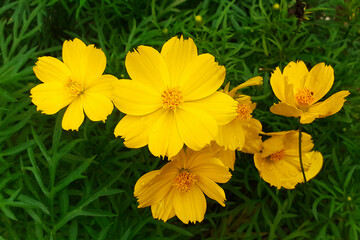 Maiden's eye flower, yellow flower, (Coreopsis lanceolata), a type of flower plant with characteristic yellow flowers