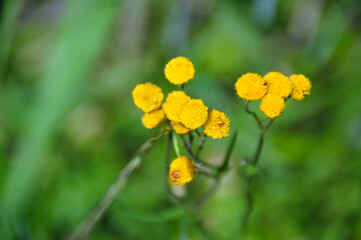 Yellow wildflowers growing in the meadow on a sunny, summers day.