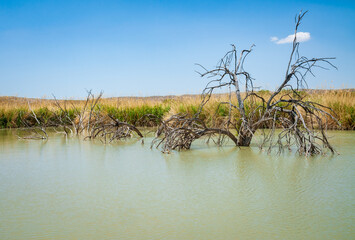 Cañón de Santa Elena Flora and Fauna Protection Area at Big Bend National Park, in southwest Texas