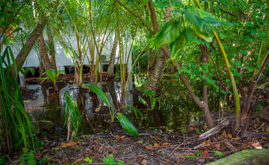 Dense tropical vegetation in the rainforest.