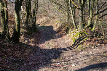 Fototapeta premium Unpaved road in the forest with fallen leaves. Autumn.