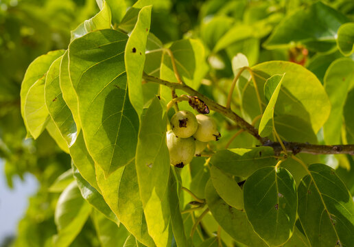 Detail of green leaves and fruits of Cordia subcordata plant. Blurred background.