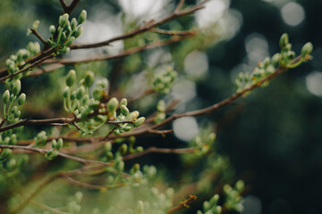 Blossom Ochna integerrima of peach with drops of vietnam.Ochna integerrima (Hoa Mai) tree with lucky money.