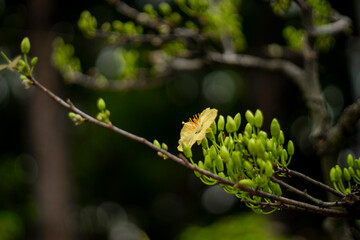 Traditional culture on Tet Holiday in Vietnam. Tet in photo mean Happy New Year and Peace. Selective focus.Ochna integerrima or ochna integerrima get bloom in the morning,Single Ochna integerrima 