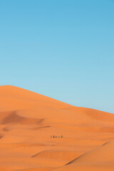 Moroccan Desert Camels