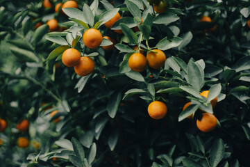 The calamondin has a naturally very sour taste and is used in a variety of spices, drinks, dishes,...