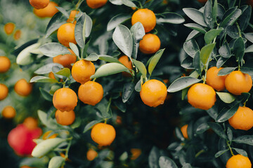 The calamondin has a naturally very sour taste and is used in a variety of spices, drinks, dishes,...