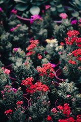 Fototapeta premium Kalanchoe pinnata flowers come in many colors: red, yellow, orange, purple, white.Kalanchoe pinnata Usually grown in bushes or cute mini pots for tabletop