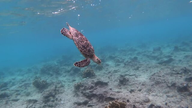 Carisle Bay, Barbados, Caribbean Sea: swimming of an isolated sea turtle in the transparent tropical water.