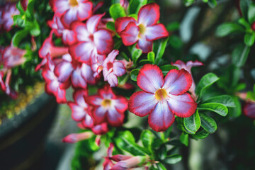 Close-up of flowers blooming,Close-up of plumeria on white pebbles,Close-up of white plumeria flowers,Water droplets on frangipani flowers after rain,Plumeria flowers with rain water.Pink plumerias 