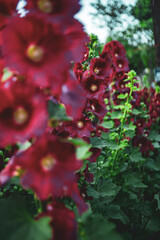 Hollyhock Mallow are quite large in size and come in many colors such as red, pink, and white. When Hollyhock Mallow blooming, the petals are close together and spread out, looking very beautiful. .
