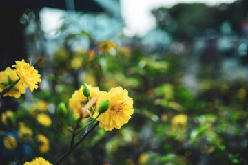 Ochna integerrima in the grounds of Ba Chua Xu Temple in Sam Mountain.
Ochna integerrima growing...