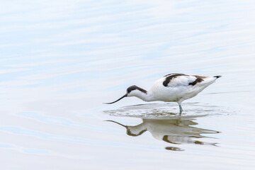 A Pied Avocet walking in shallow water