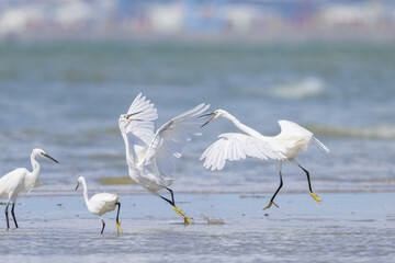 Two Little Egrets fighting on the beach