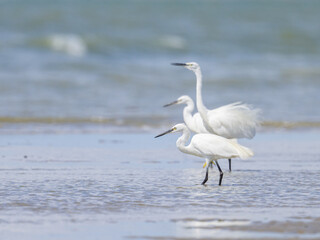 A Little Egret standing on the beach