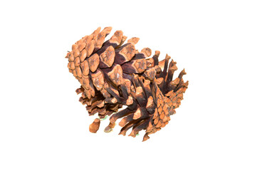 spruce cone isolated on white background