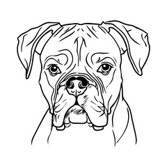Boxer dog portrait vector illustration