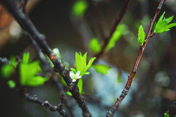 Mirabelle fruit is on the ground,lot of mirabelek on one ridge,prunus domestica,plums, Fruits on White Background,beautiful mirabelle on a branch, a juicy fruit,close up Blooming mirabelle plum tree