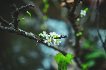 Mirabelle fruit is on the ground,lot of mirabelek on one ridge,prunus domestica,plums, Fruits on White Background,beautiful mirabelle on a branch, a juicy fruit,close up Blooming mirabelle plum tree